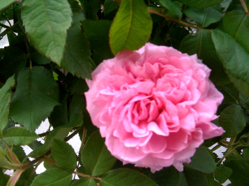 わたしの薔薇